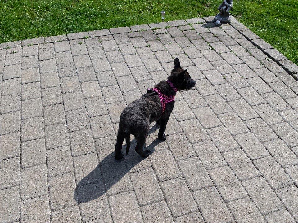 Hollandsk hyrdehund Resy billede 10