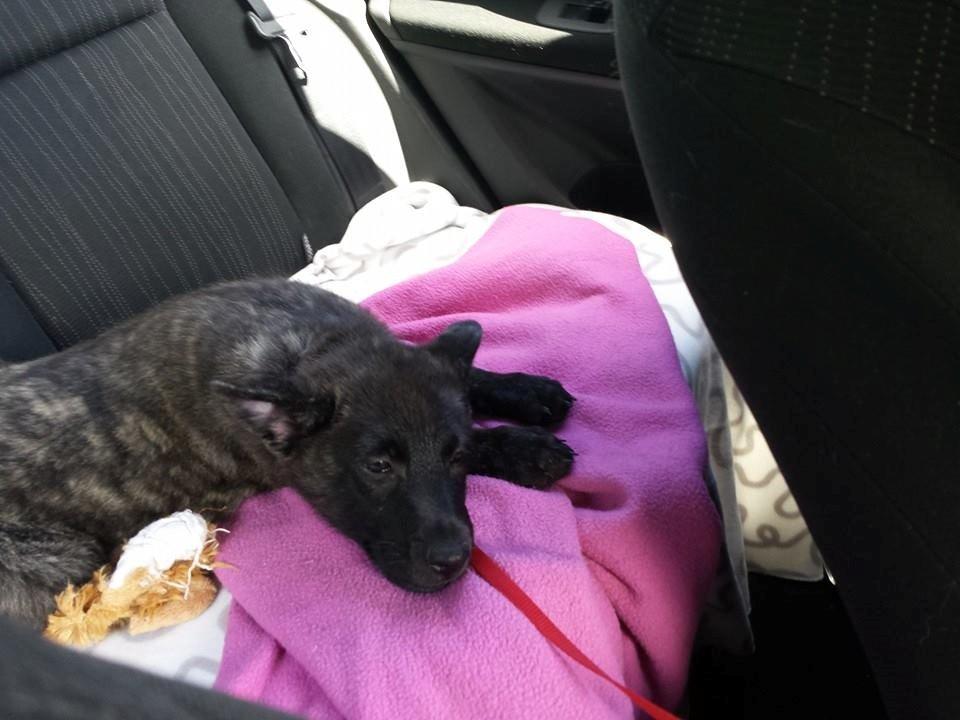 Hollandsk hyrdehund Resy billede 11