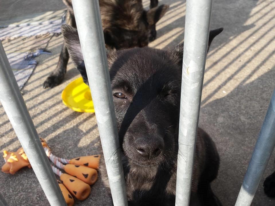 Hollandsk hyrdehund Resy billede 12