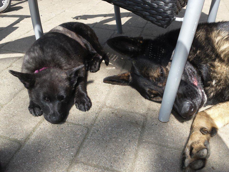 Hollandsk hyrdehund Resy billede 13