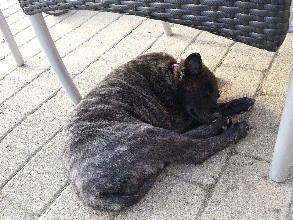 Hollandsk hyrdehund Resy billede 14