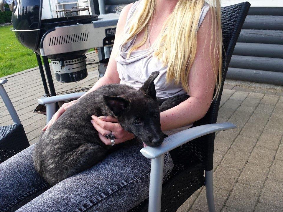 Hollandsk hyrdehund Resy billede 16