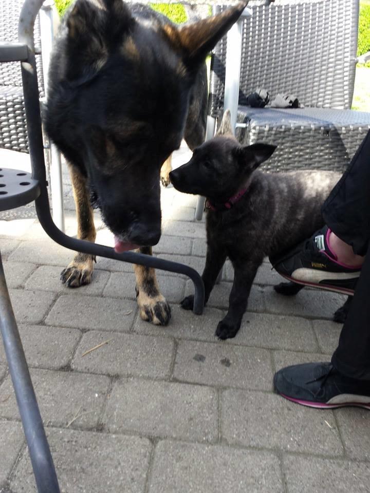 Hollandsk hyrdehund Resy billede 17