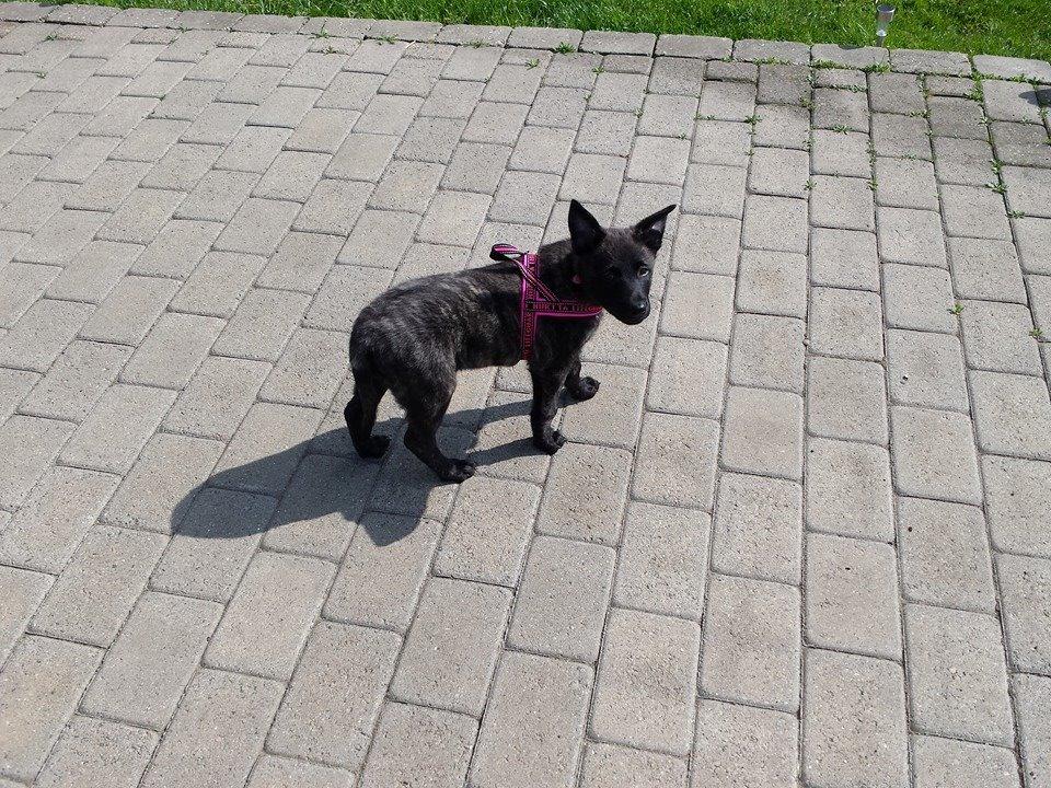 Hollandsk hyrdehund Resy billede 7