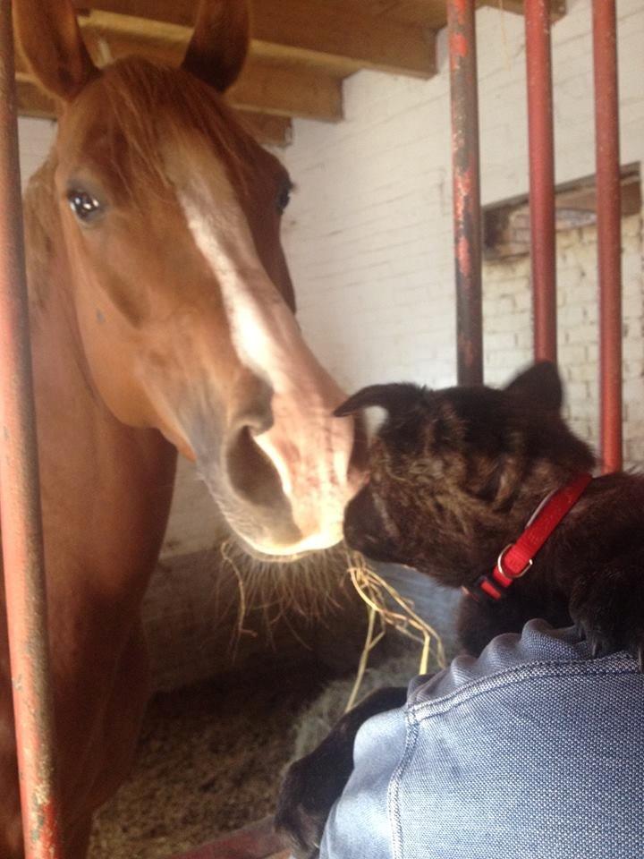 Hollandsk hyrdehund Resy billede 15