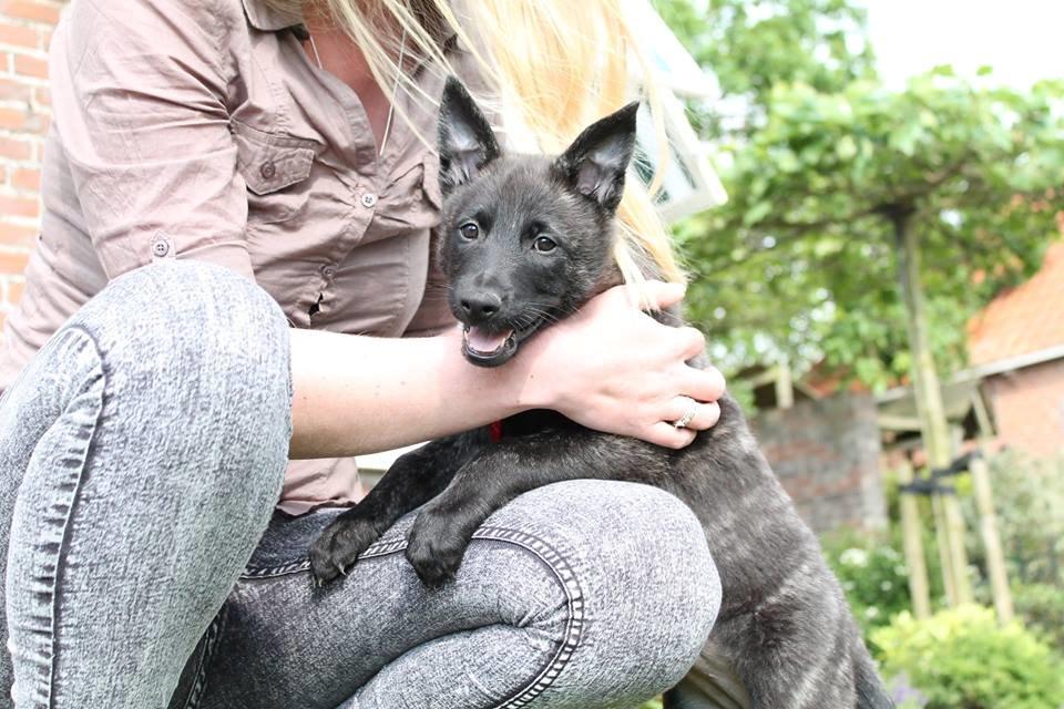 Hollandsk hyrdehund Resy billede 6