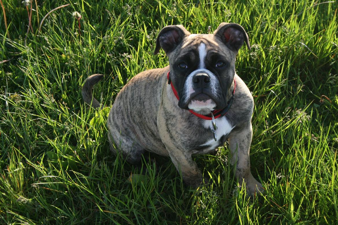 Olde english bulldogge BB Bulldogs Mocca billede 5