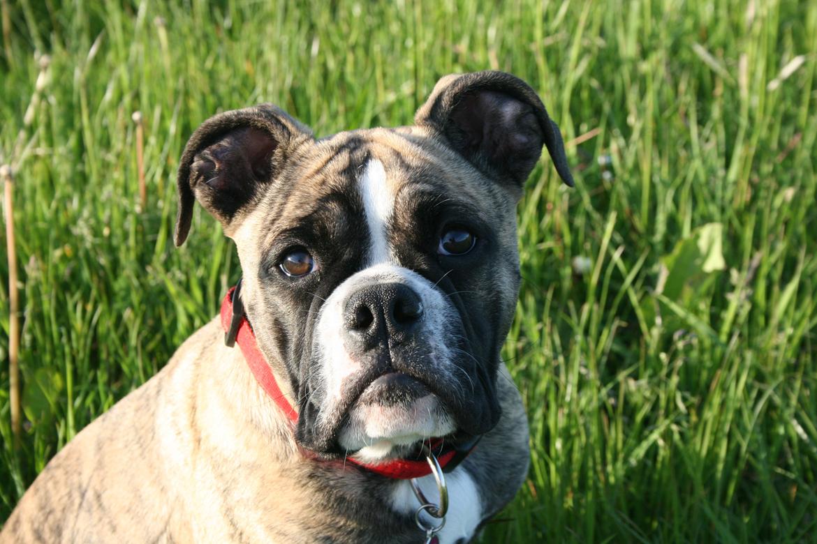 Olde english bulldogge BB Bulldogs Mocca - Mocca 26/5-2014 billede 4