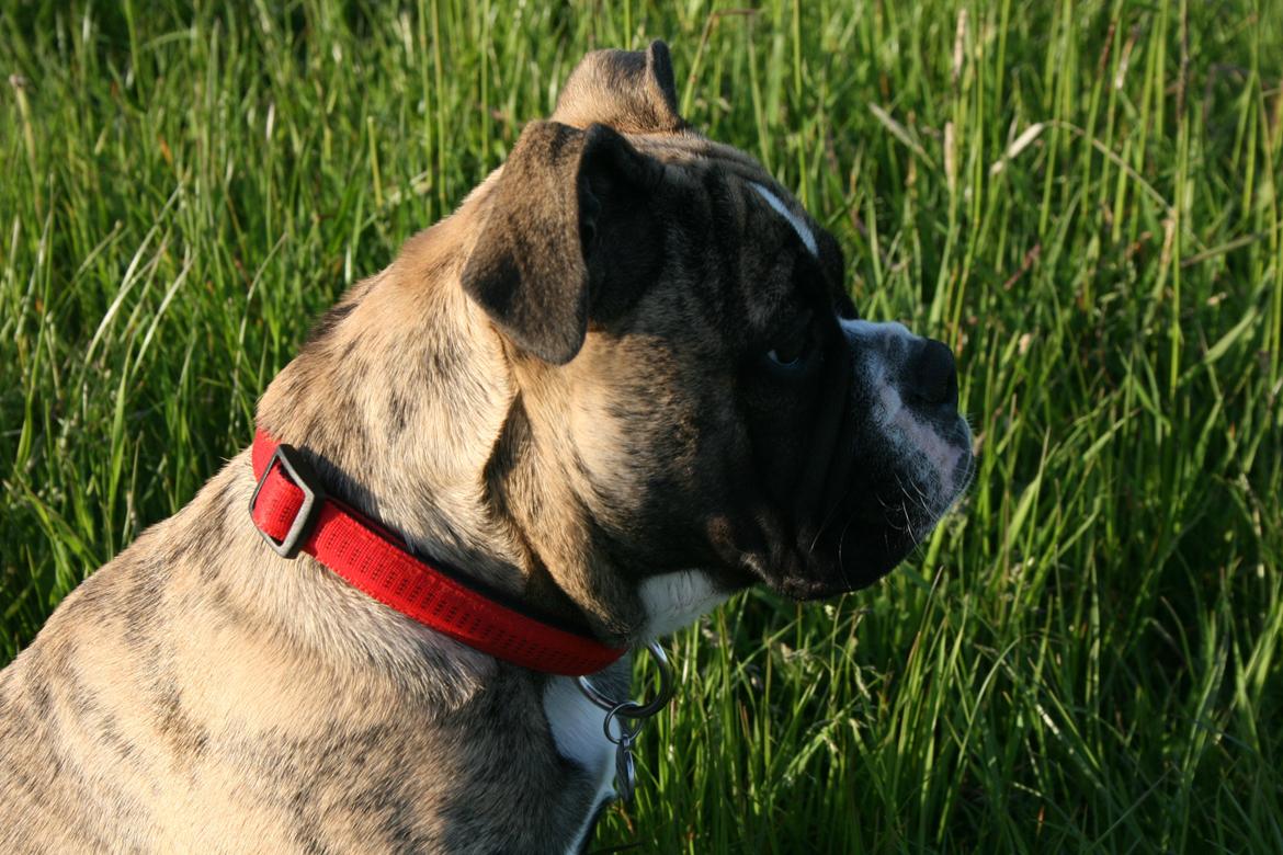 Olde english bulldogge BB Bulldogs Mocca billede 6