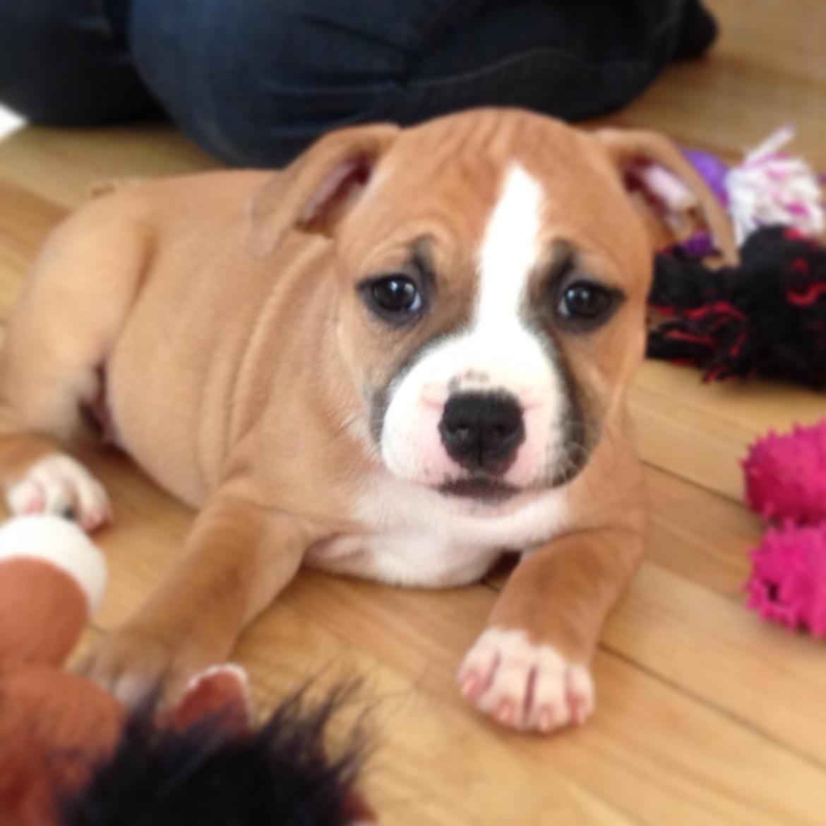 Staffordshire bull terrier Wenk Staff's In My Heart  (Gaby) billede 8