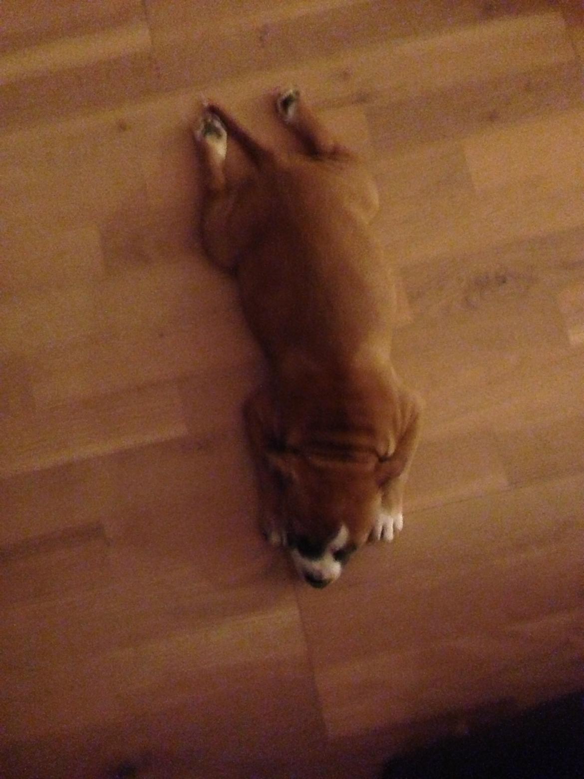 Staffordshire bull terrier Wenk Staff's In My Heart  (Gaby) billede 2