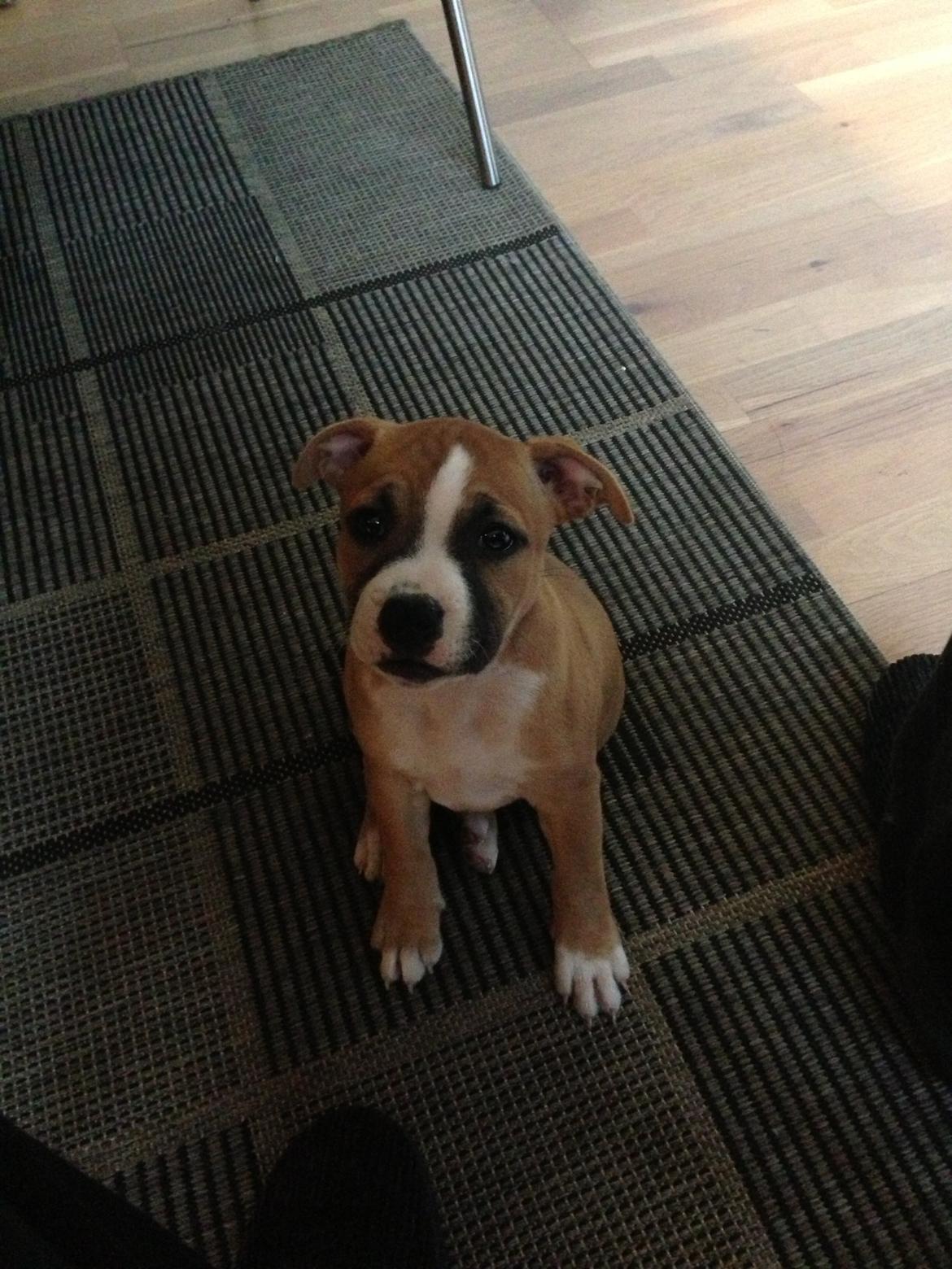 Staffordshire bull terrier Wenk Staff's In My Heart  (Gaby) billede 3