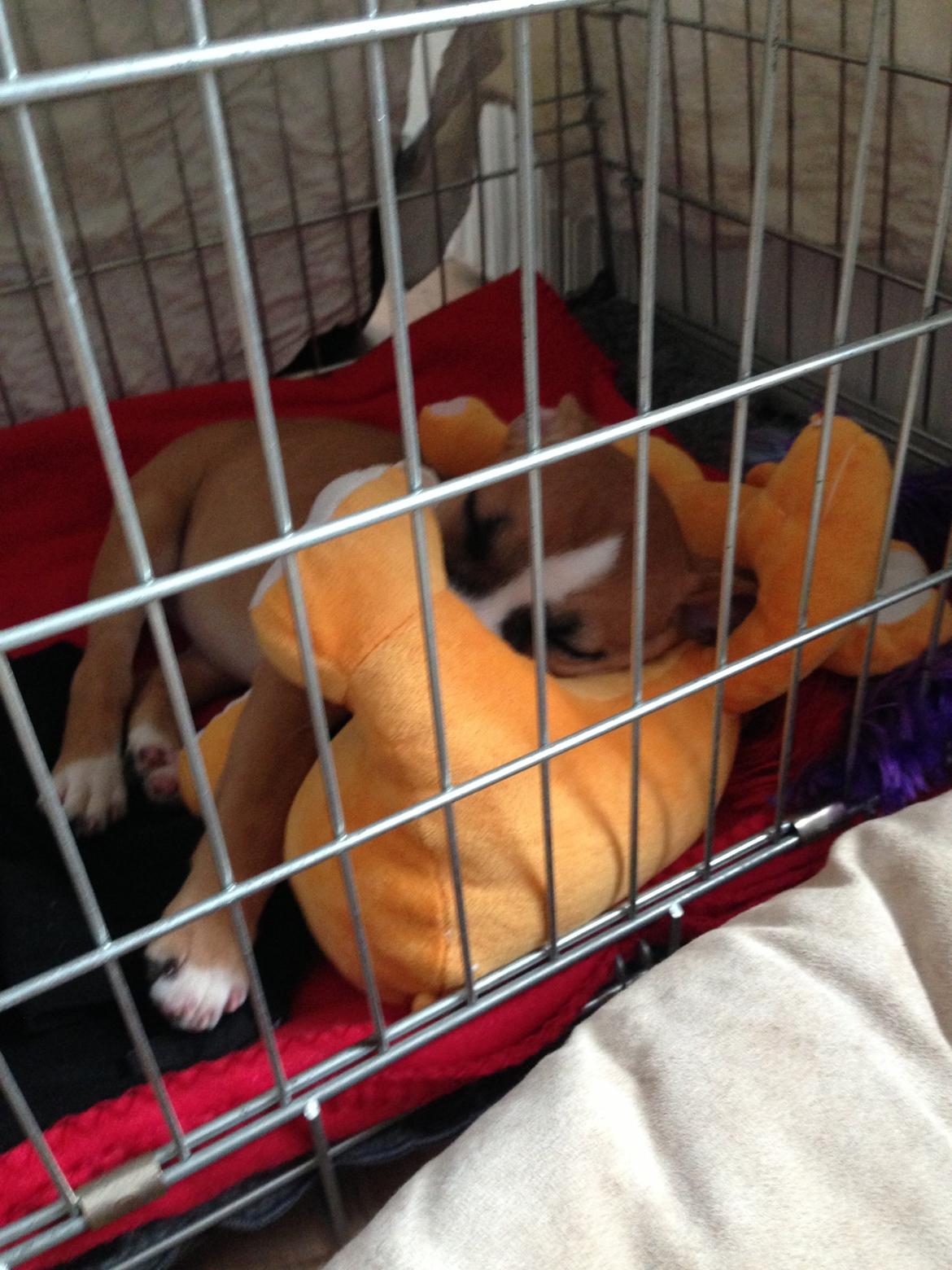 Staffordshire bull terrier Wenk Staff's In My Heart  (Gaby) billede 4