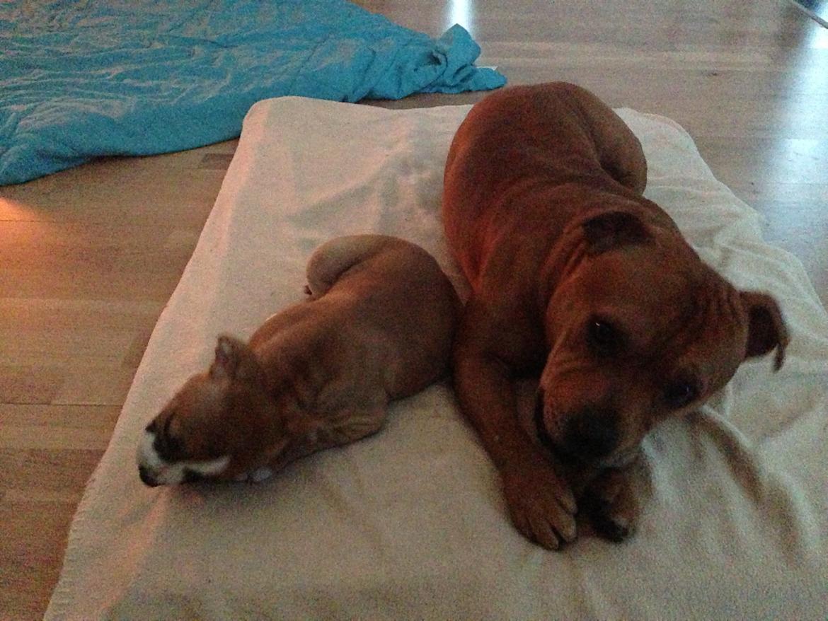 Staffordshire bull terrier Wenk Staff's In My Heart  (Gaby) billede 5