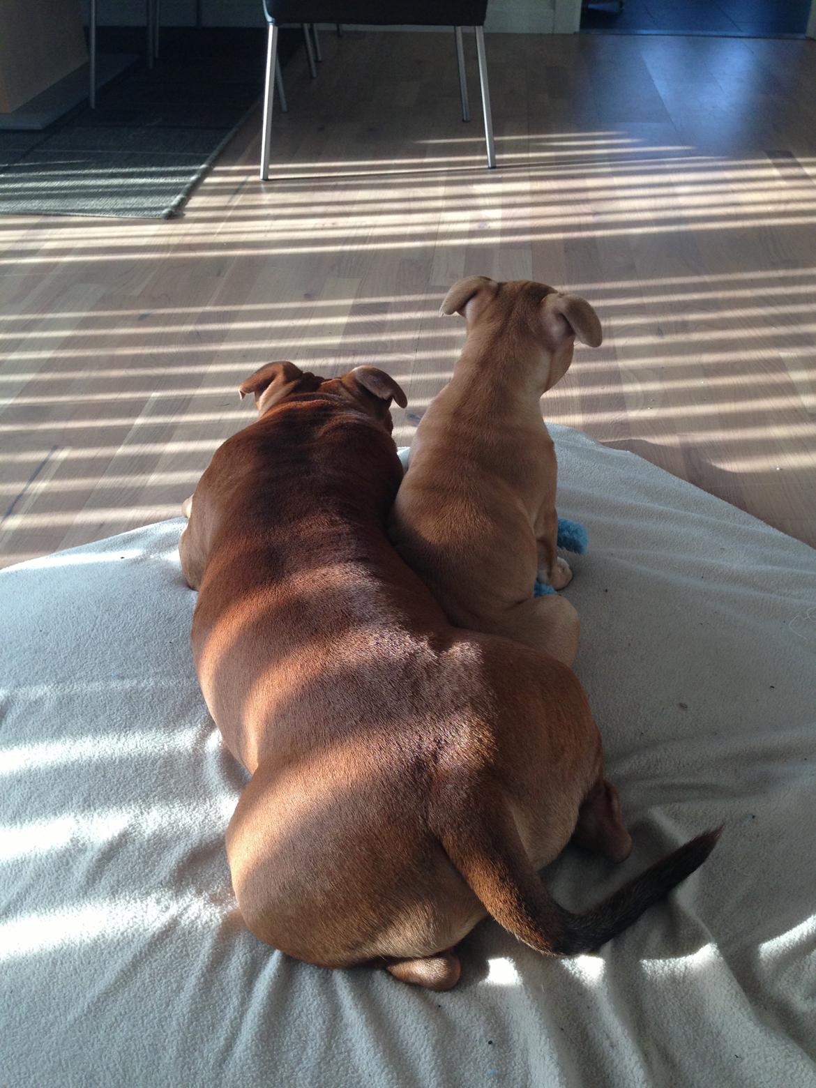 Staffordshire bull terrier Wenk Staff's In My Heart  (Gaby) billede 6