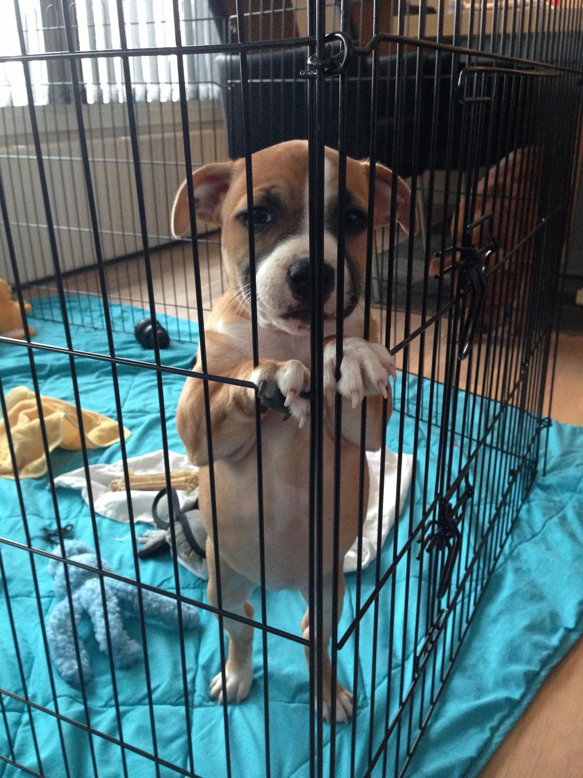 Staffordshire bull terrier Wenk Staff's In My Heart  (Gaby) billede 7