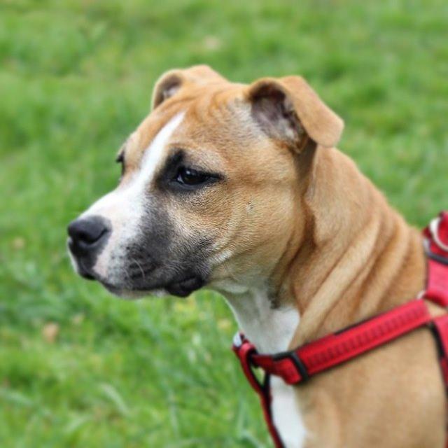 Staffordshire bull terrier Wenk Staff's In My Heart  (Gaby) billede 1