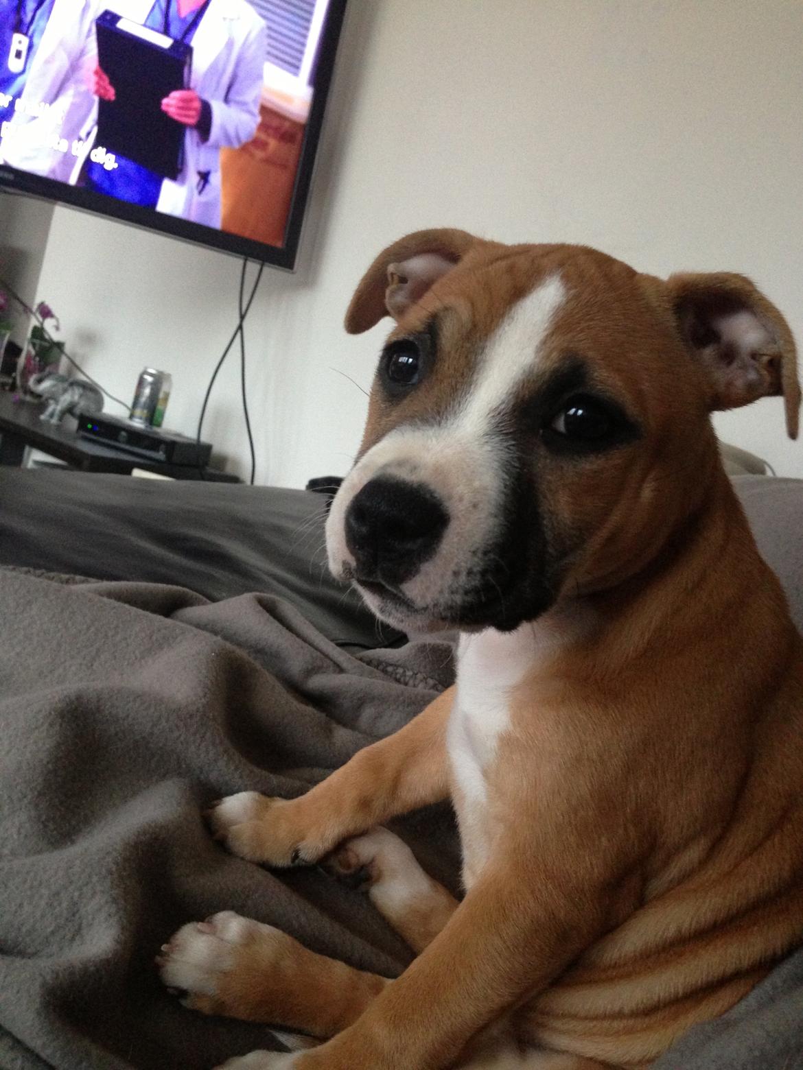 Staffordshire bull terrier Wenk Staff's In My Heart  (Gaby) billede 9