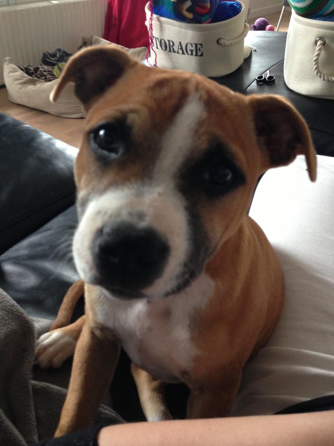 Staffordshire bull terrier Wenk Staff's In My Heart  (Gaby) billede 10