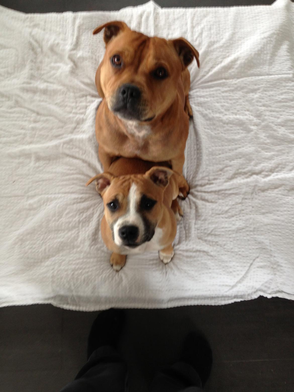 Staffordshire bull terrier Wenk Staff's In My Heart  (Gaby) billede 11