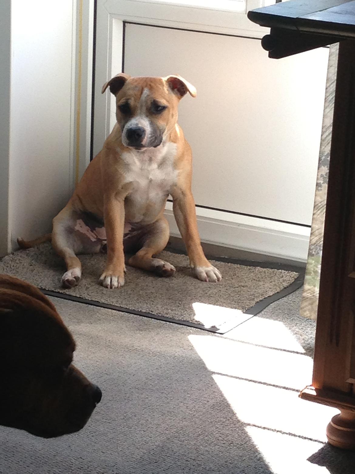 Staffordshire bull terrier Wenk Staff's In My Heart  (Gaby) billede 12