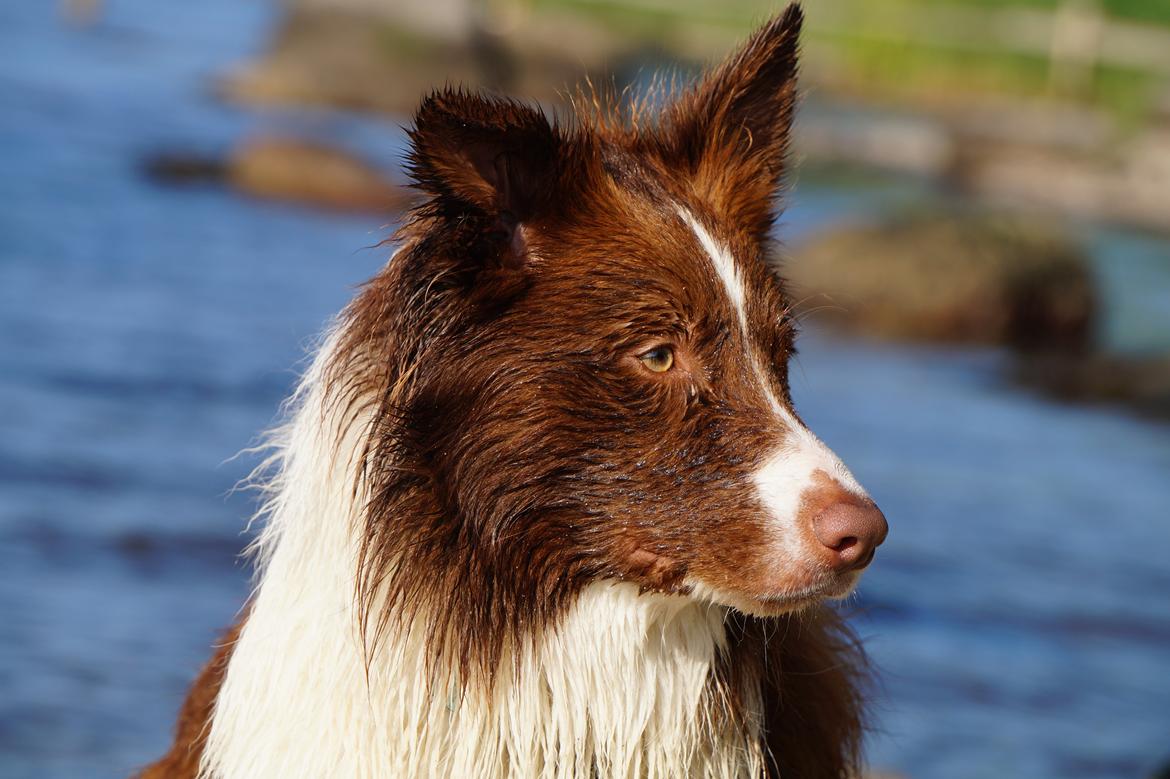 Border collie Rofus billede 1