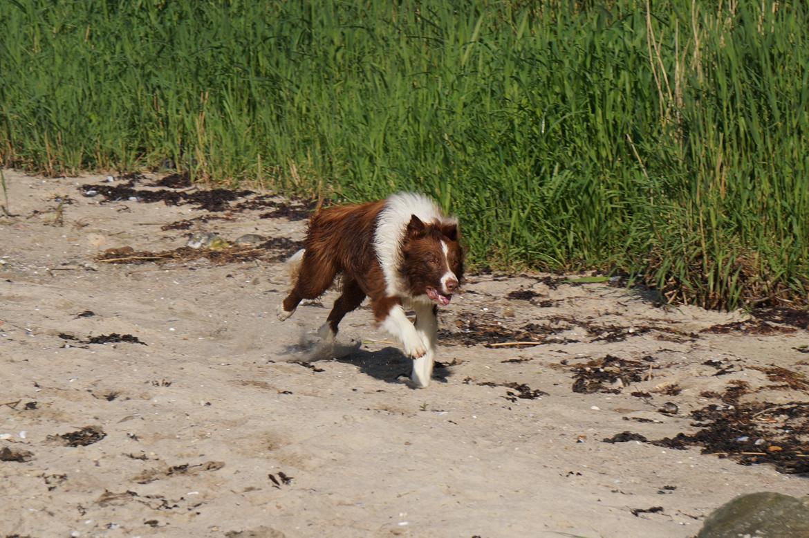 Border collie Rofus billede 4
