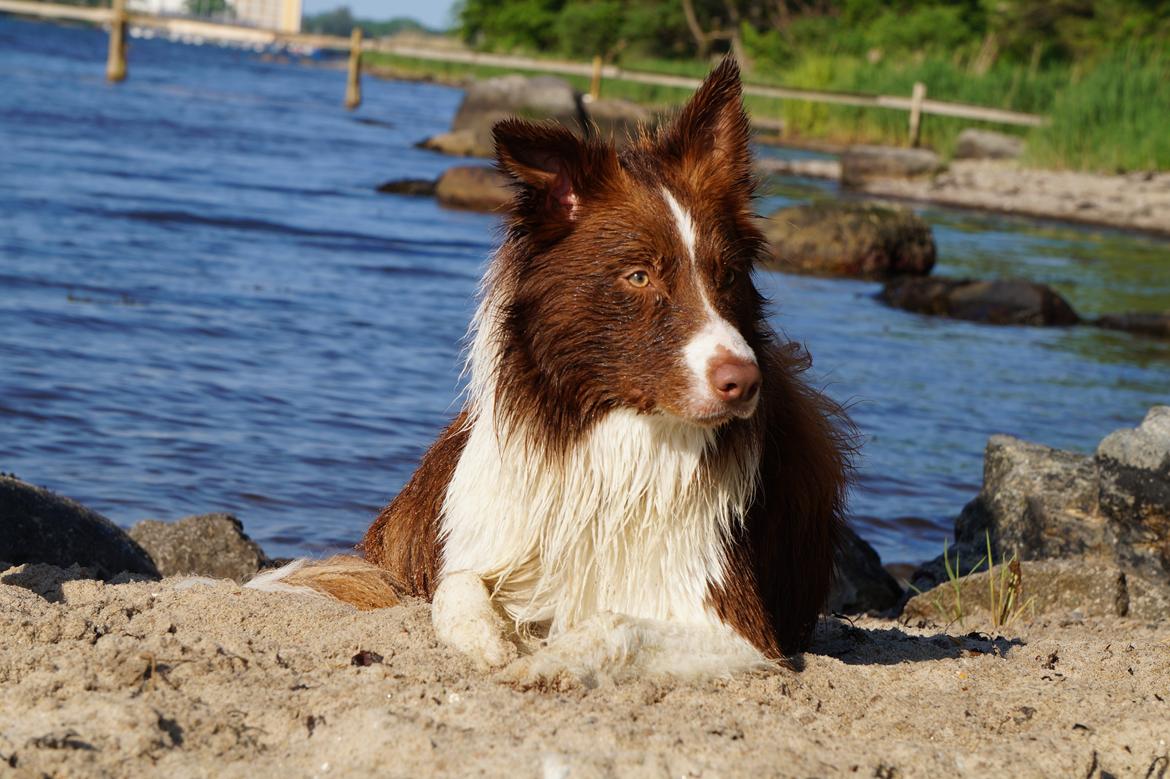 Border collie Rofus billede 5