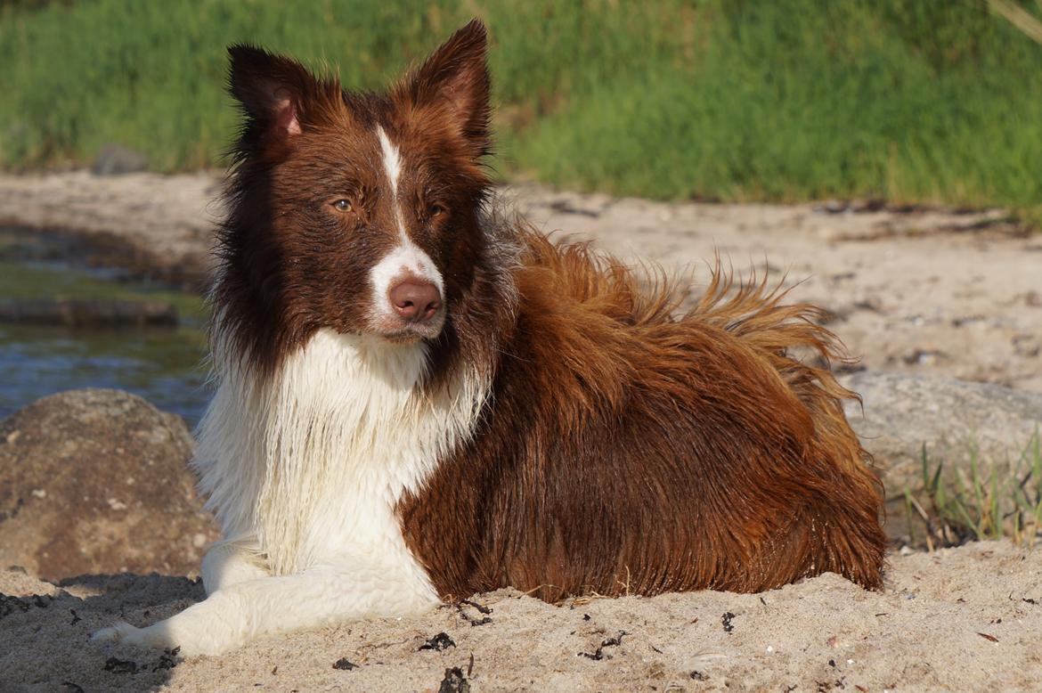 Border collie Rofus billede 2