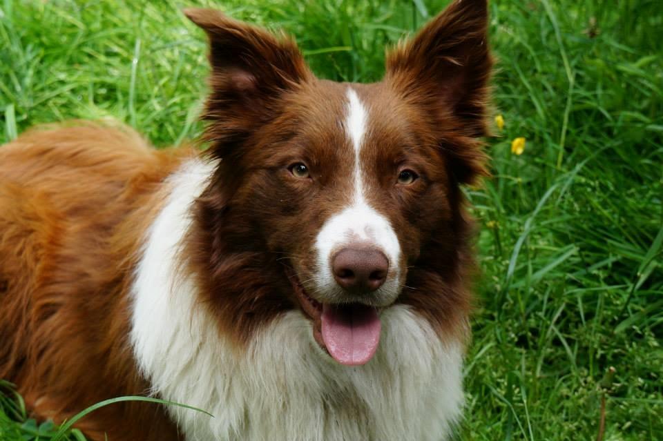 Border collie Rofus billede 6