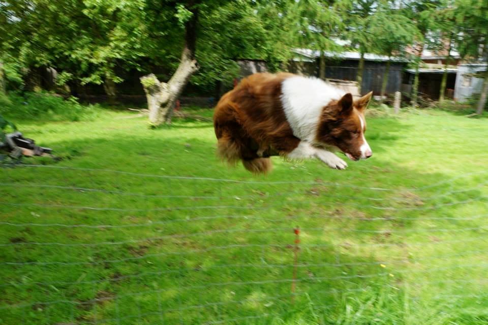 Border collie Rofus billede 7