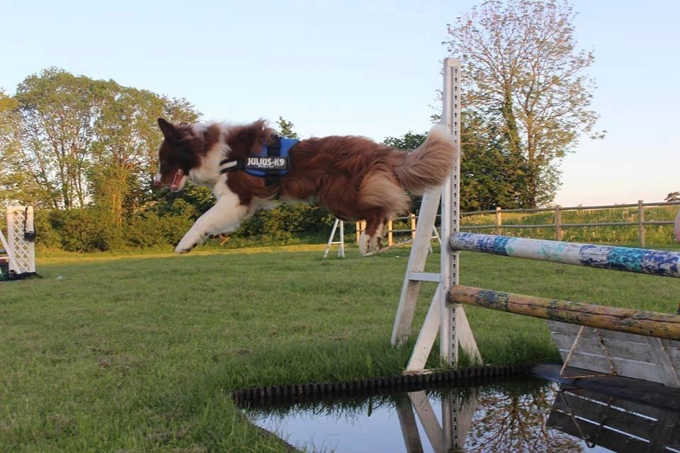 Border collie Rofus billede 3