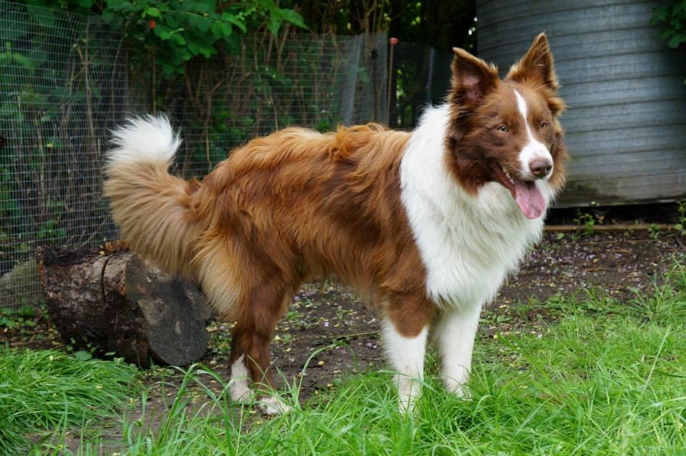 Border collie Rofus billede 13