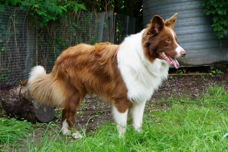 Border collie Rofus billede 9