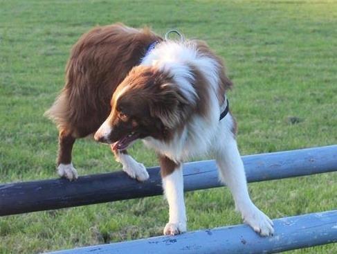 Border collie Rofus billede 8