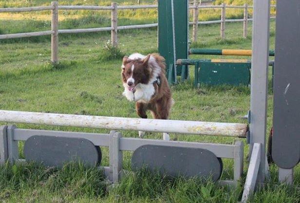 Border collie Rofus billede 10