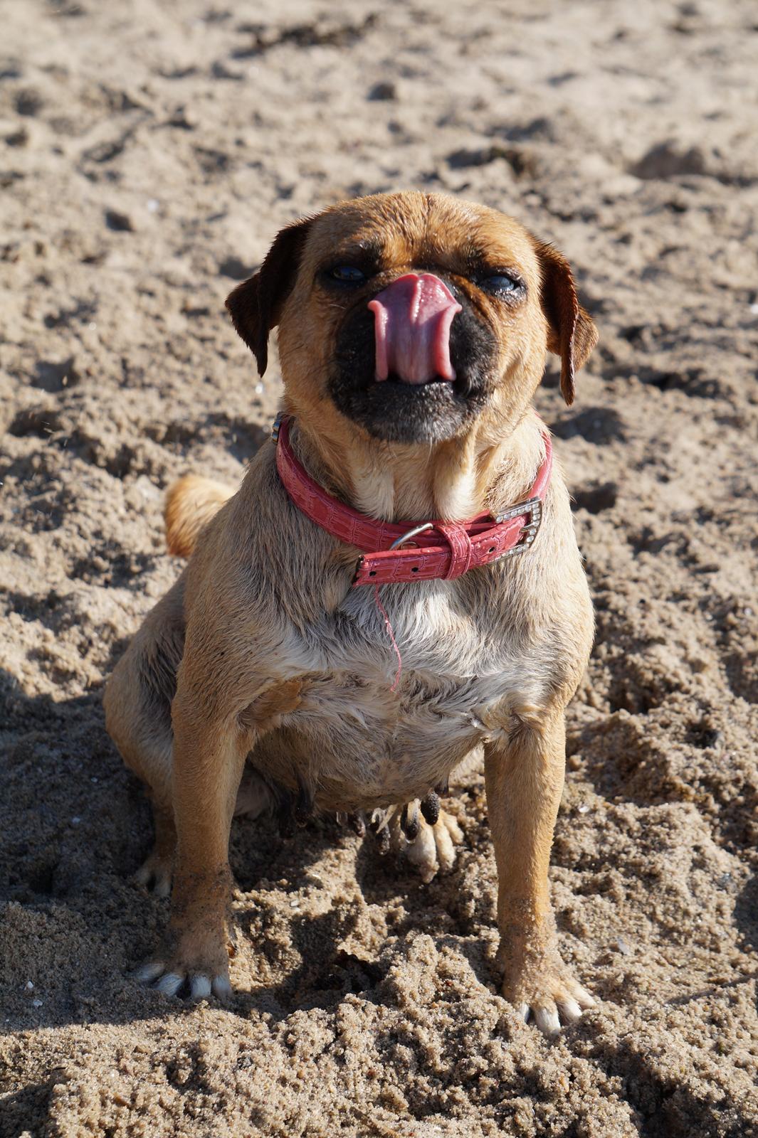 Blanding af racer Mops/Fransk bulldog - Bitte billede 10