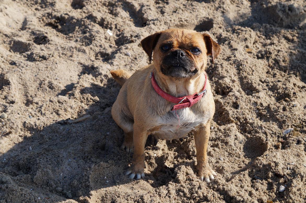 Blanding af racer Mops/Fransk bulldog - Bitte billede 4