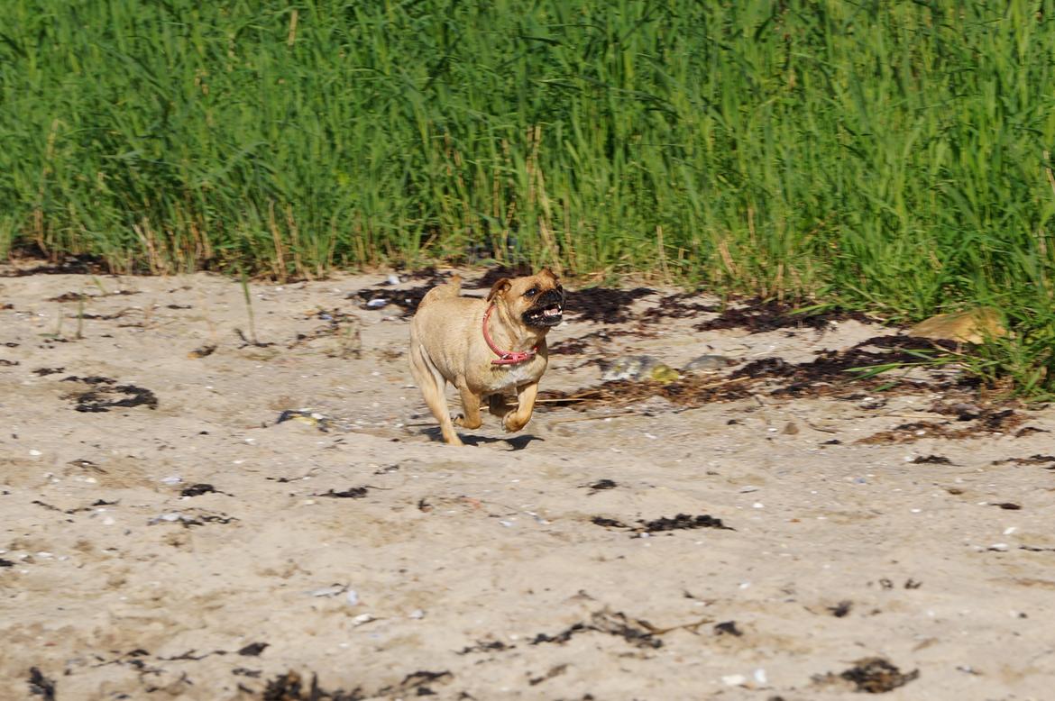 Blanding af racer Mops/Fransk bulldog - Bitte billede 3