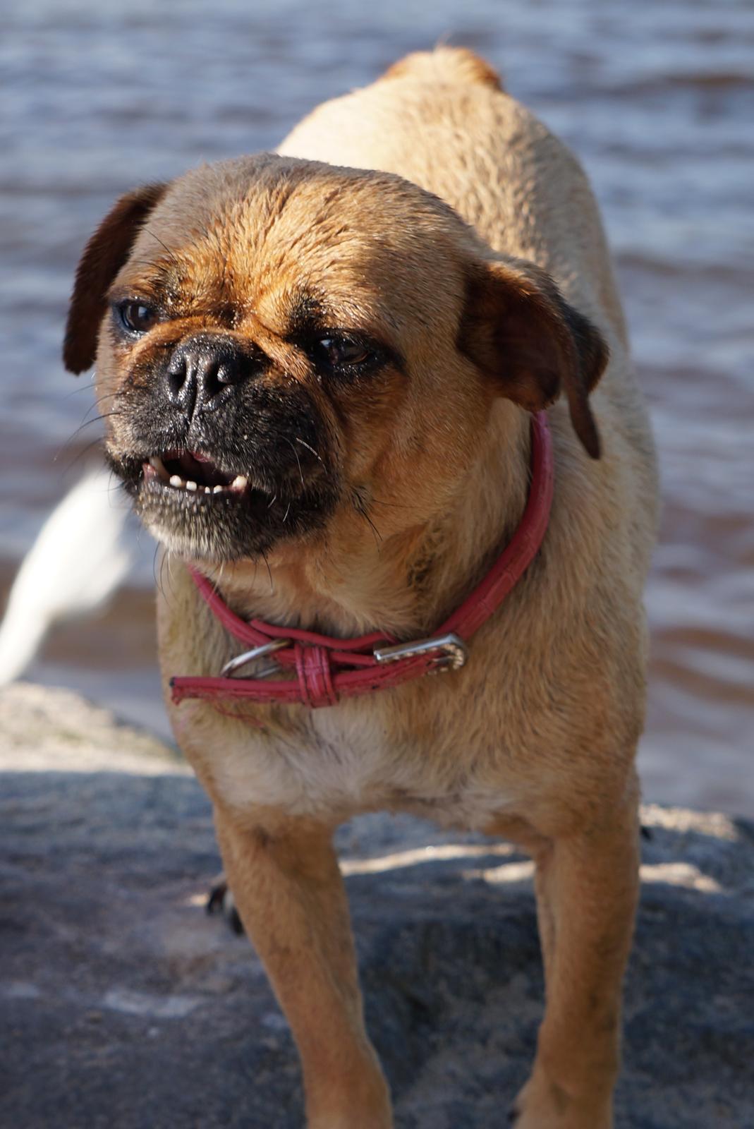 Blanding af racer Mops/Fransk bulldog - Bitte billede 9
