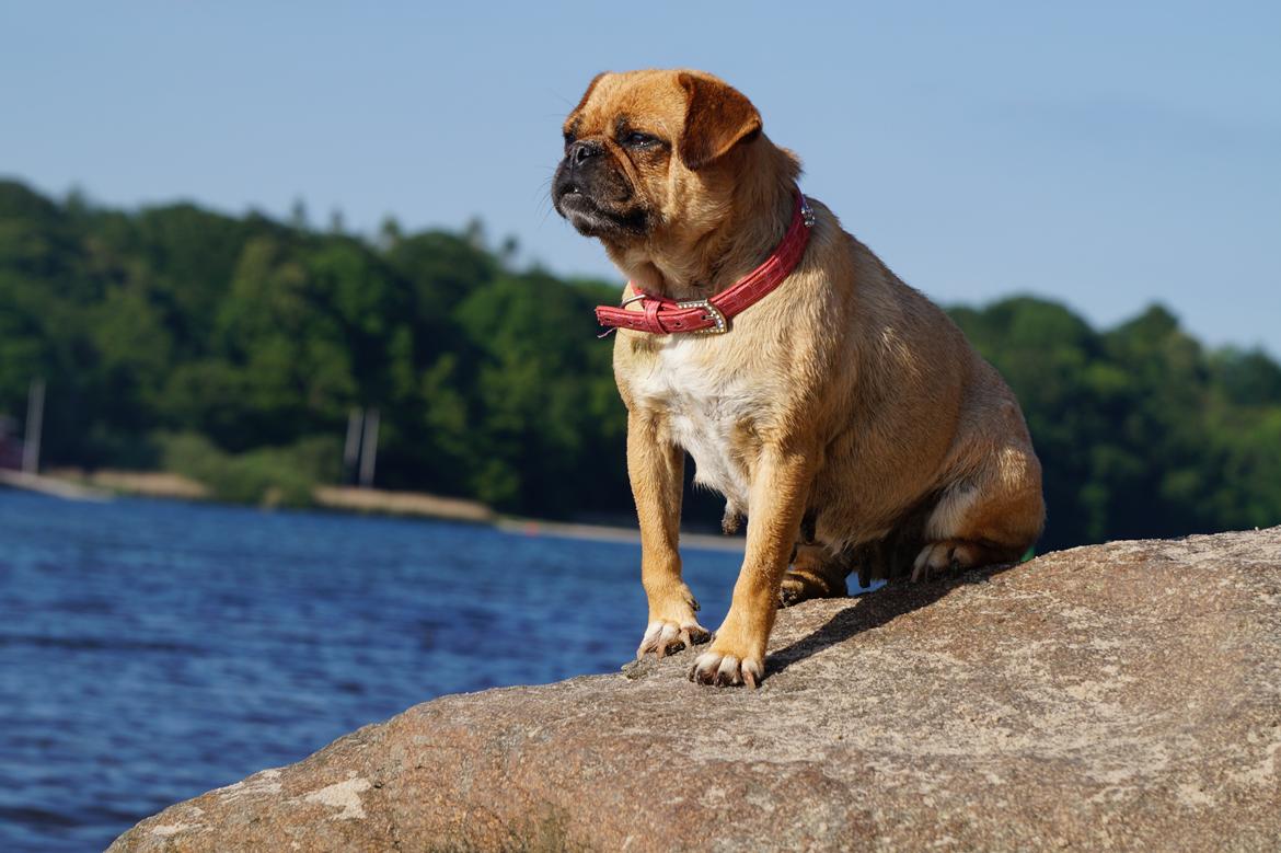 Blanding af racer Mops/Fransk bulldog - Bitte billede 1
