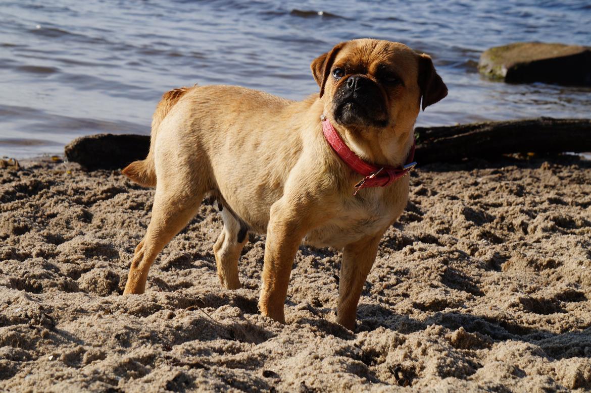 Blanding af racer Mops/Fransk bulldog - Bitte billede 13