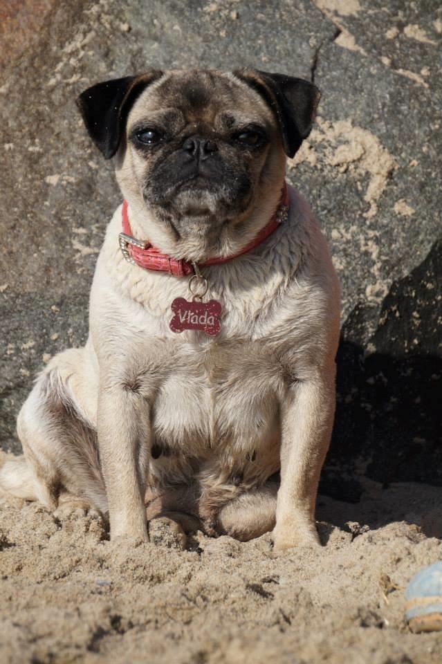 Mops Omichi Vlada *Russisk* billede 18