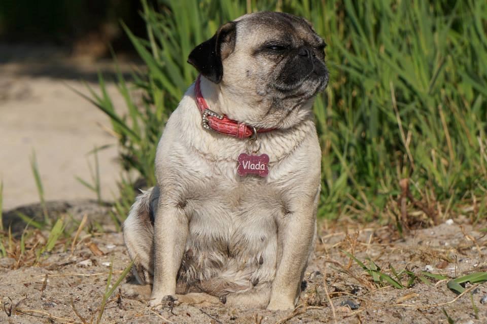 Mops Omichi Vlada *Russisk* billede 10