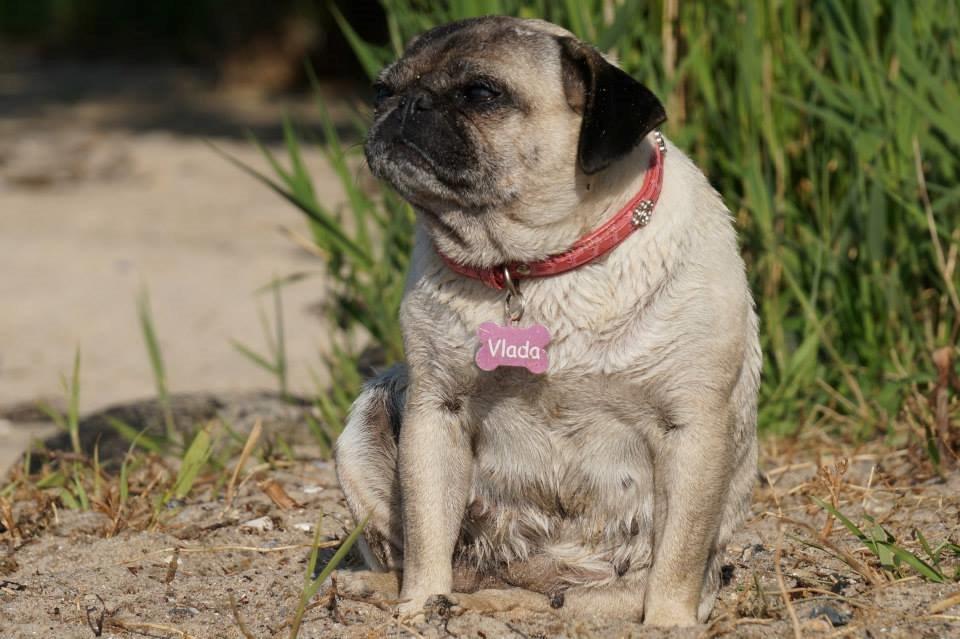 Mops Omichi Vlada *Russisk* billede 1