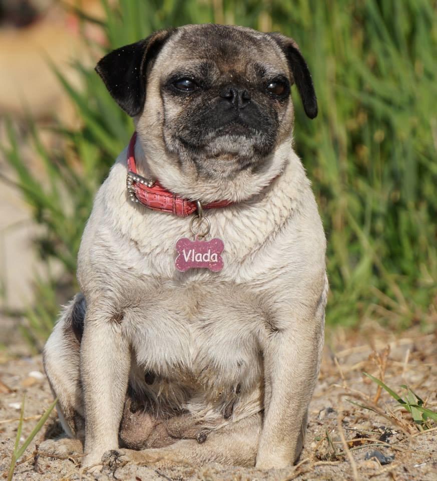 Mops Omichi Vlada *Russisk* billede 2