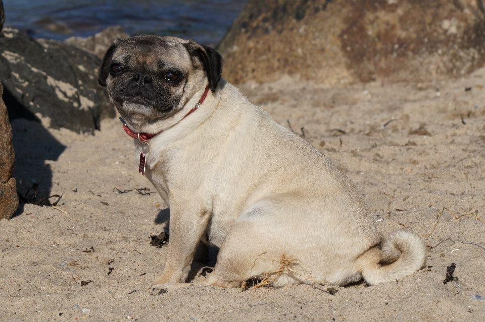 Mops Omichi Vlada *Russisk* billede 5