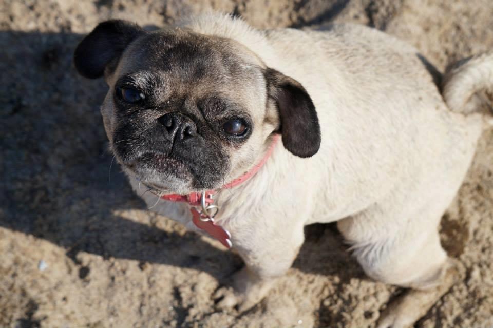 Mops Omichi Vlada *Russisk* billede 20