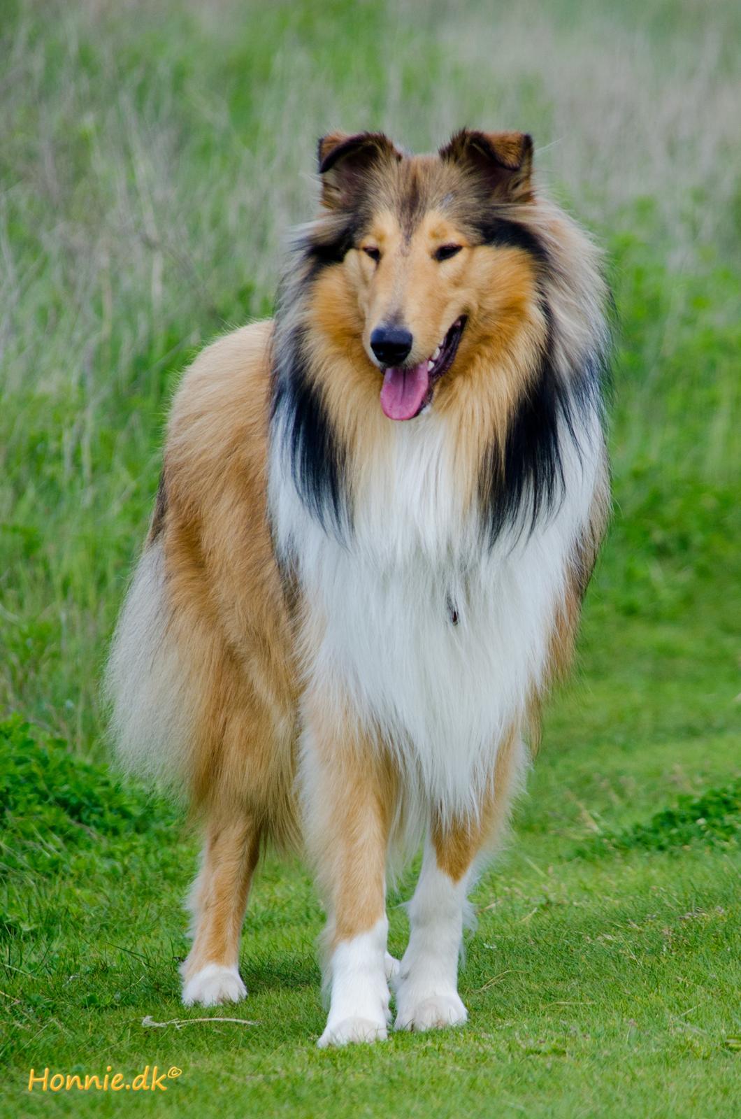 Collie langhåret Ebony Moor´s Charismatic Cato - 1 år gammel billede 11