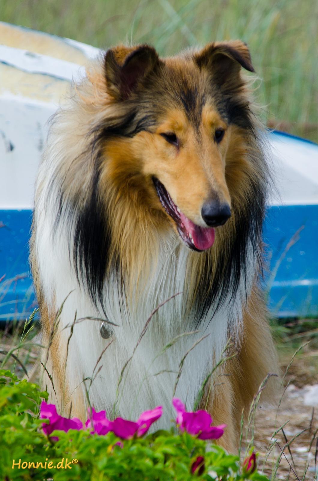 Collie langhåret Ebony Moor´s Charismatic Cato - 1 år gammel billede 15